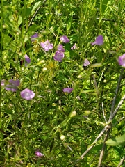 Agalinis tenuifolia