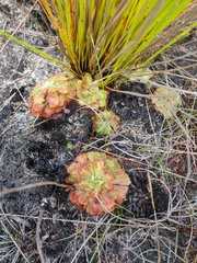 Drosera aliciae