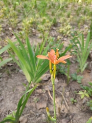Iris domestica