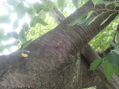 Graptopsaltria nigrofuscata