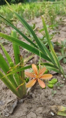 Iris domestica