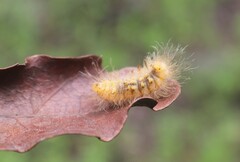 Pygarctia