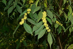 Ilex buergeri