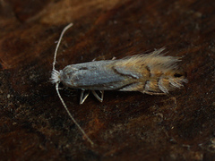 Phyllonorycter heegeriella