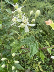 Clematis virginiana