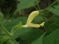 Salvia glutinosa
