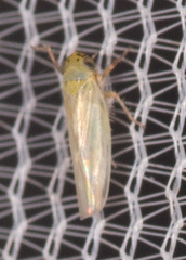 Macrosteles quadrilineatus