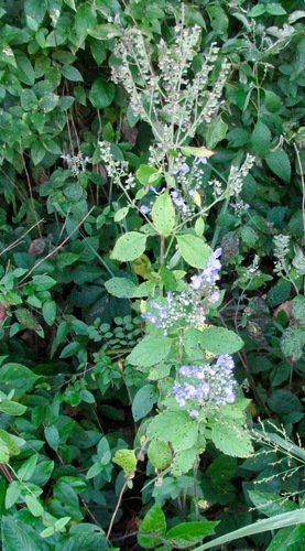 Scutellaria incana var. incana