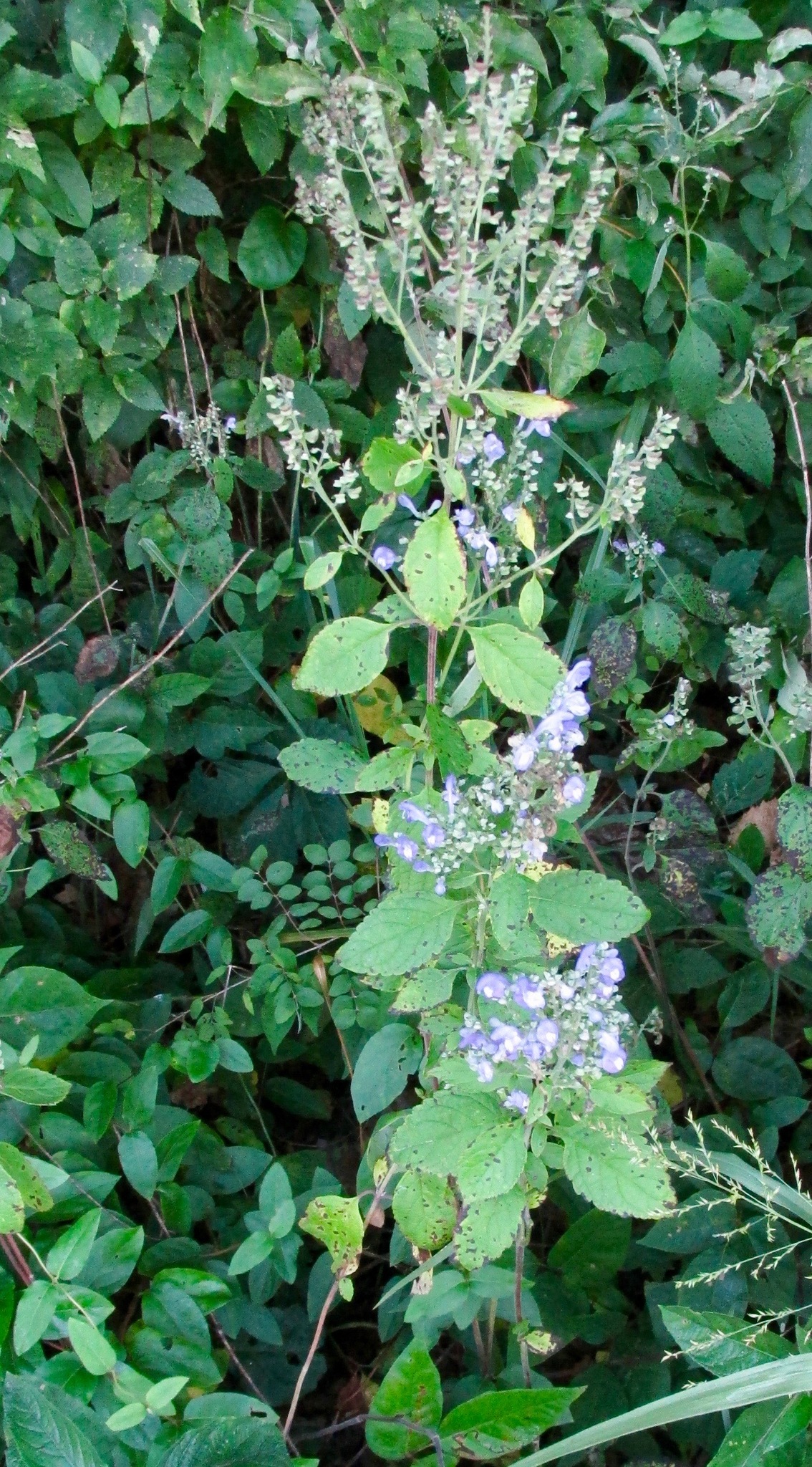 Scutellaria incana var. incana