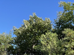 Castanea mollissima