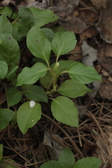 Orthilia secunda