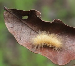 Pygarctia