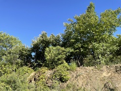 Castanea mollissima