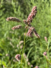 Persicaria maculosa