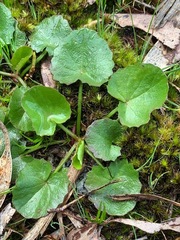Centella cordifolia