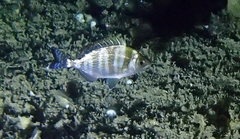 Spondyliosoma cantharus