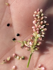 Persicaria maculosa