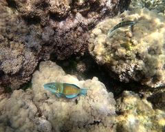 Thalassoma pavo