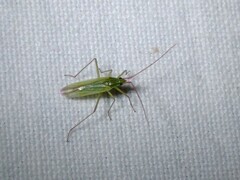 Trigonotylus caelestialium