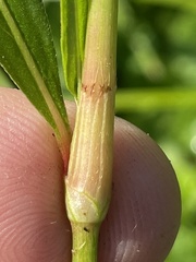 Persicaria maculosa