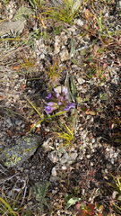 Gentiana affinis