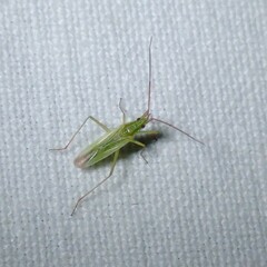 Trigonotylus caelestialium