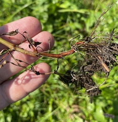 Persicaria maculosa