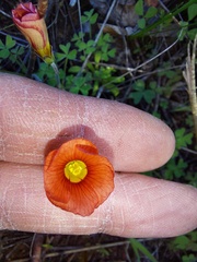 Oxalis obtusa