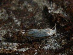 Phyllonorycter heegeriella