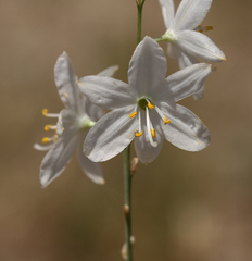 Anthericum liliago
