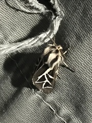 Apantesis williamsii