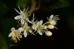 Symplocos paniculata