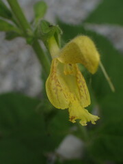 Salvia glutinosa