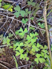 Oxalis obtusa