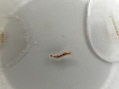 Myriapoda