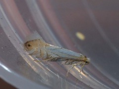 Phyllonorycter heegeriella