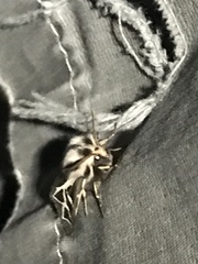 Apantesis williamsii