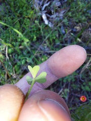 Oxalis obtusa