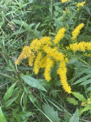 Solidago juncea
