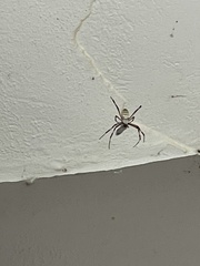 Argiope bruennichi
