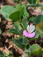 Kummerowia stipulacea