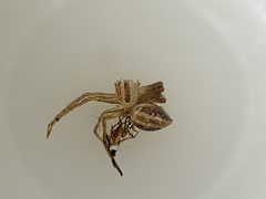 Oxyopes gracilipes