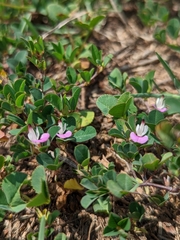 Kummerowia stipulacea