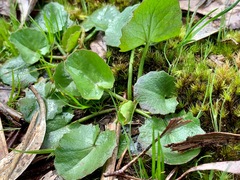 Centella cordifolia