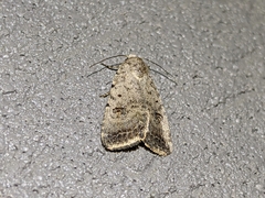 Caradrina montana