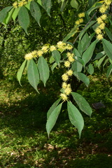Ilex buergeri