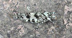 Trimerotropis saxatilis