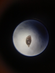 Rhyzobius lophanthae