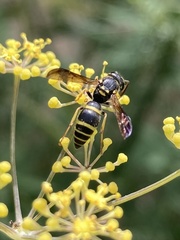 Ancistrocerus