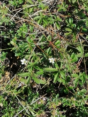 Caryophyllaceae